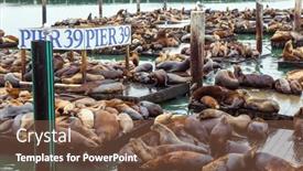  Presentation with san francisco - Slide set having pier-39-in-san-francisco background and a tawny brown colored foreground