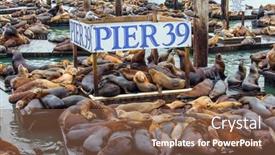  Presentation with san francisco - Colorful presentation design enhanced with pier-39-in-san-francisco backdrop and a tawny brown colored foreground