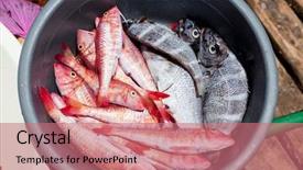  Presentation with fish port - Amazing PPT theme having pier market bazar port backdrop and a coral colored foreground