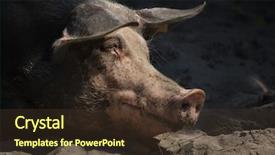  Presentation with wild boar sus scrofa - Audience pleasing slides consisting of f - pietrain swine sus scrofa f backdrop and a tawny brown colored foreground