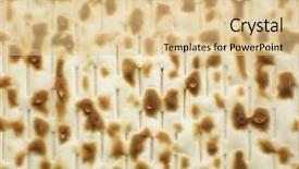  Presentation with passover - Beautiful theme featuring piety - matzoh - jewish passover bread backdrop and a lemonade colored foreground