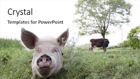  Presentation with pig - Presentation theme consisting of pig and cow background and a white colored foreground