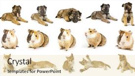  Presentation with pig - Presentation theme featuring dog pig - collection animals the white backgrounds background and a lemonade colored foreground