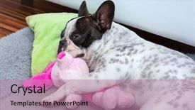  Presentation with french educators - Slides consisting of dog pig - french bulldog puppy sleeping background and a coral colored foreground