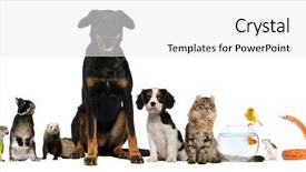  Presentation with pets - Audience pleasing slide set consisting of fish breeding - group of pets sitting backdrop and a white colored foreground