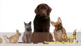  Presentation with pets - Cool new theme with fish breeding - group of pets sitting backdrop and a tawny brown colored foreground