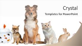  Presentation with pets - PPT theme featuring fish breeding - group of pets sitting background and a white colored foreground