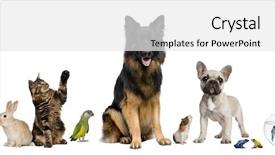  Presentation with pets - Slides having colorful parrot bird sitting perch - group of pets together background and a white colored foreground