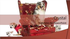  Presentation with pets - Amazing presentation theme having communication graph networking connection internet backdrop and a light gray colored foreground.