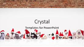  Presentation with animals - Slides consisting of dog pig - many animals wearing santa claus background and a white colored foreground