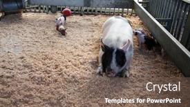  Presentation with baby fair - Presentation design enhanced with pig-domestic-pig-a-mother background and a  colored foreground