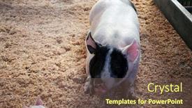  Presentation with baby fair - Slide deck with pig-domestic-pig-a-mother background and a  colored foreground