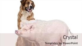  Presentation with pig farm - PPT theme with pig farm - gottingen minipig and dog standing background and a soft green colored foreground