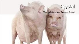  Presentation with pig farm - Slide deck consisting of pig farm - gottingen minipigs standing against white background and a lemonade colored foreground