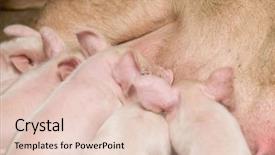  Presentation with pregnant mother fetus women - Beautiful PPT theme featuring pig farm - little piglets suckling their mother backdrop and a lemonade colored foreground