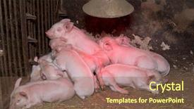  Presentation with pig farm - Beautiful PPT layouts featuring pig farm - little piglets suckling their mother backdrop and a tawny brown colored foreground