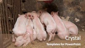 Presentation with pig farm - Cool new slides with pig farm - little piglets suckling their mother backdrop and a coral colored foreground