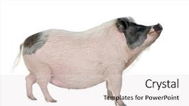  Presentation with pig farm - Presentation featuring pig farm - side view of gottingen minipig background and a light gray colored foreground