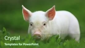  Presentation with pig farm - Beautiful presentation theme featuring pig farm - young beautiful pigling on green backdrop and a tawny brown colored foreground