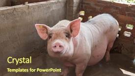  Presentation with farming - Presentation design enhanced with pig farming - piglets at farm background and a tawny brown colored foreground