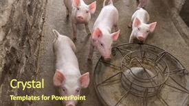  Presentation with farming - Amazing presentation theme having pig farming - piglets at farm backdrop and a tawny brown colored foreground