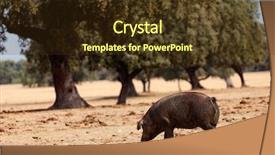  Presentation with pig - Theme enhanced with pig grazing among the oak background and a tawny brown colored foreground