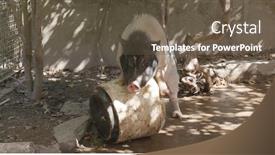  Presentation with pig farm - Slide deck having pig in farm background and a tawny brown colored foreground