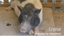  Presentation with pig farm - Presentation design having cattle fattening - pig in the farm background and a gray colored foreground