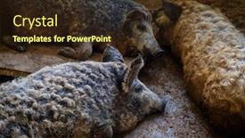  Presentation with pig farm - Beautiful slide set featuring pig in the pigsty on the farm backdrop and a wine colored foreground