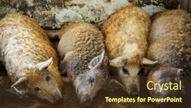  Presentation with pig farm - Colorful slide deck enhanced with pig mangalitsa in pigsty on farm backdrop and a tawny brown colored foreground