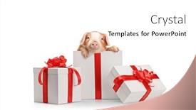  Presentation with pig - 