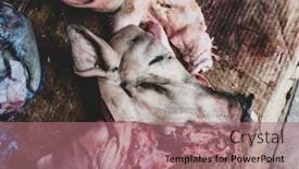  Presentation with pig - Presentation design featuring pig-s-head-butchered-ready background and a coral colored foreground