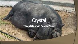  Presentation with pig - PPT theme with pig sleeping black pig closeup background and a dark gray colored foreground