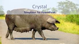  Presentation with pig - Audience pleasing theme consisting of pig backdrop and a sky blue colored foreground