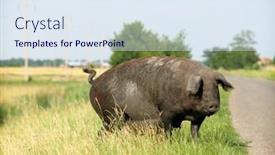  Presentation with pig - Cool new presentation theme with pig backdrop and a sky blue colored foreground
