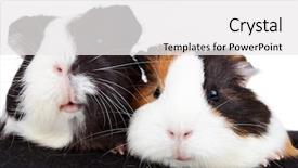  Presentation with pigs - Beautiful slides featuring pigeant - close up of two cute backdrop and a white colored foreground