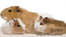  Presentation with guinea pig - Presentation theme featuring pigeant - guinea pig family in front background and a coral colored foreground
