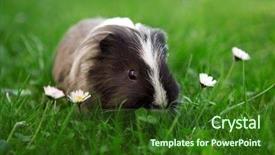  Presentation with guinea pig - Audience pleasing presentation consisting of pigeant - young guinea pig backdrop and a forest green colored foreground