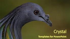  Presentation with pigeon pea diseases - Beautiful PPT layouts featuring pigeon bird portrait exotic endangered backdrop and a tawny brown colored foreground