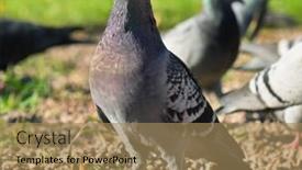  Presentation with bird - Slide deck consisting of pigeon bird walking background and a coral colored foreground
