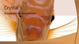  Presentation with discus fish - Colorful PPT layouts enhanced with pigeon blood discus fish - symphysodon backdrop and a coral colored foreground