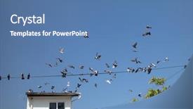  Presentation with flying - Beautiful slide set featuring h5n1 - pigeon flying backdrop and a teal colored foreground