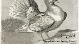  Presentation with pigeon pea - Presentation design consisting of pigeon old illustration columba livia background and a light gray colored foreground