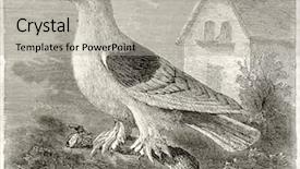  Presentation with rough - Slide set with pigeon old illustration columba livia background and a  colored foreground