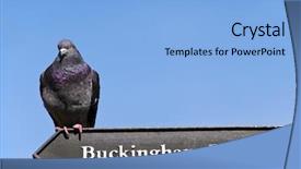  Presentation with pigeon ford mountains - Audience pleasing PPT theme consisting of pigeon on a buckingham palace backdrop and a light blue colored foreground