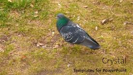  Presentation with pavement - Amazing PPT theme having pigeon-on-a-ground backdrop and a gold colored foreground