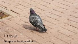  Presentation with pavement - Colorful slide set enhanced with pigeon-on-a-ground backdrop and a coral colored foreground