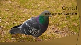  Presentation with pavement - PPT layouts with pigeon-on-a-ground background and a gold colored foreground