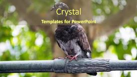  Presentation with green - Beautiful PPT layouts featuring pigeon-on-blurry-green-background backdrop and a violet colored foreground