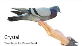  Presentation with element - Colorful presentation theme enhanced with pigeon-on-hand-element backdrop and a white colored foreground